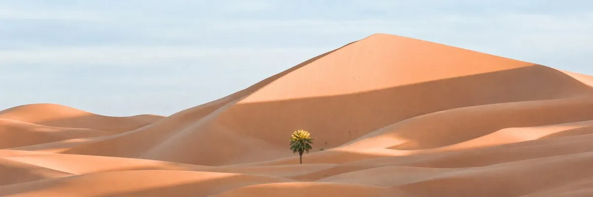 No. 25: Social Media Post - Ultra-Wide Desert Dunes With Lone Palm — GPT Image 2 image prompt example