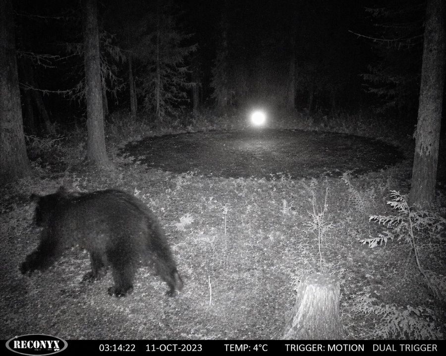 Black and White Infrared Trail Camera Photo Taken at Night in a Dense — GPT Image 2 image prompt example