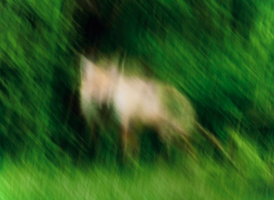 Painterly Wildlife Photograph with Strong Intentional Motion Blur — GPT Image 2 image prompt example