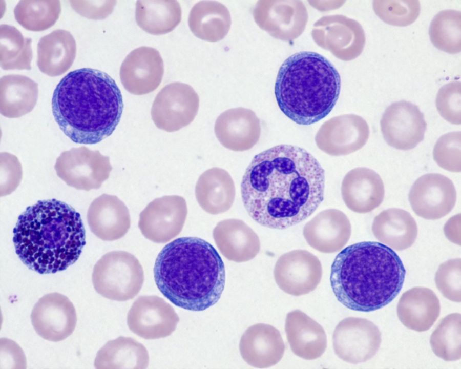 Biological Specimen Microscopy Prompt — GPT Image 2 image prompt example