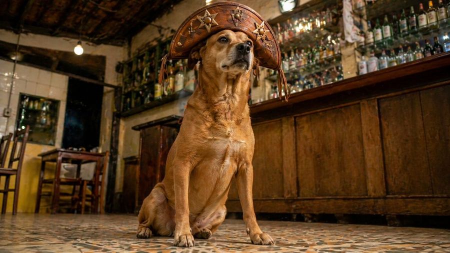 Dog In Leather Cangaceiro Hat At A Bar — GPT Image 2 image prompt example