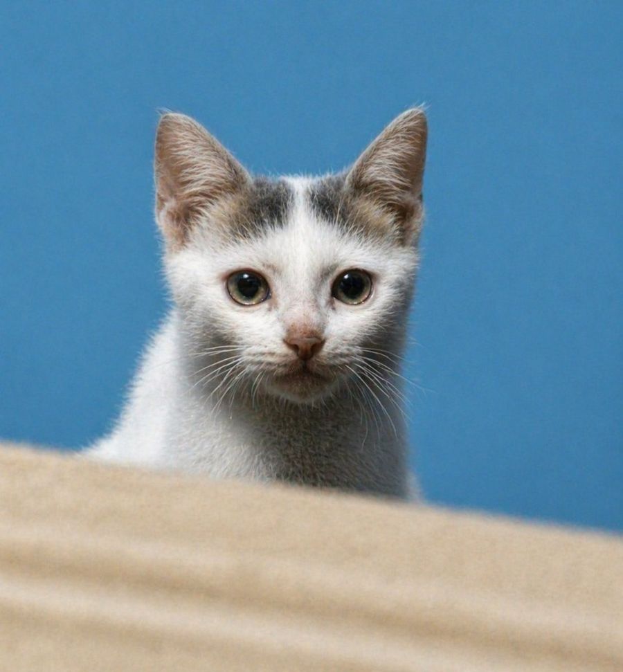 Enhance Blurry Kitten Photo — GPT Image 2 image prompt example