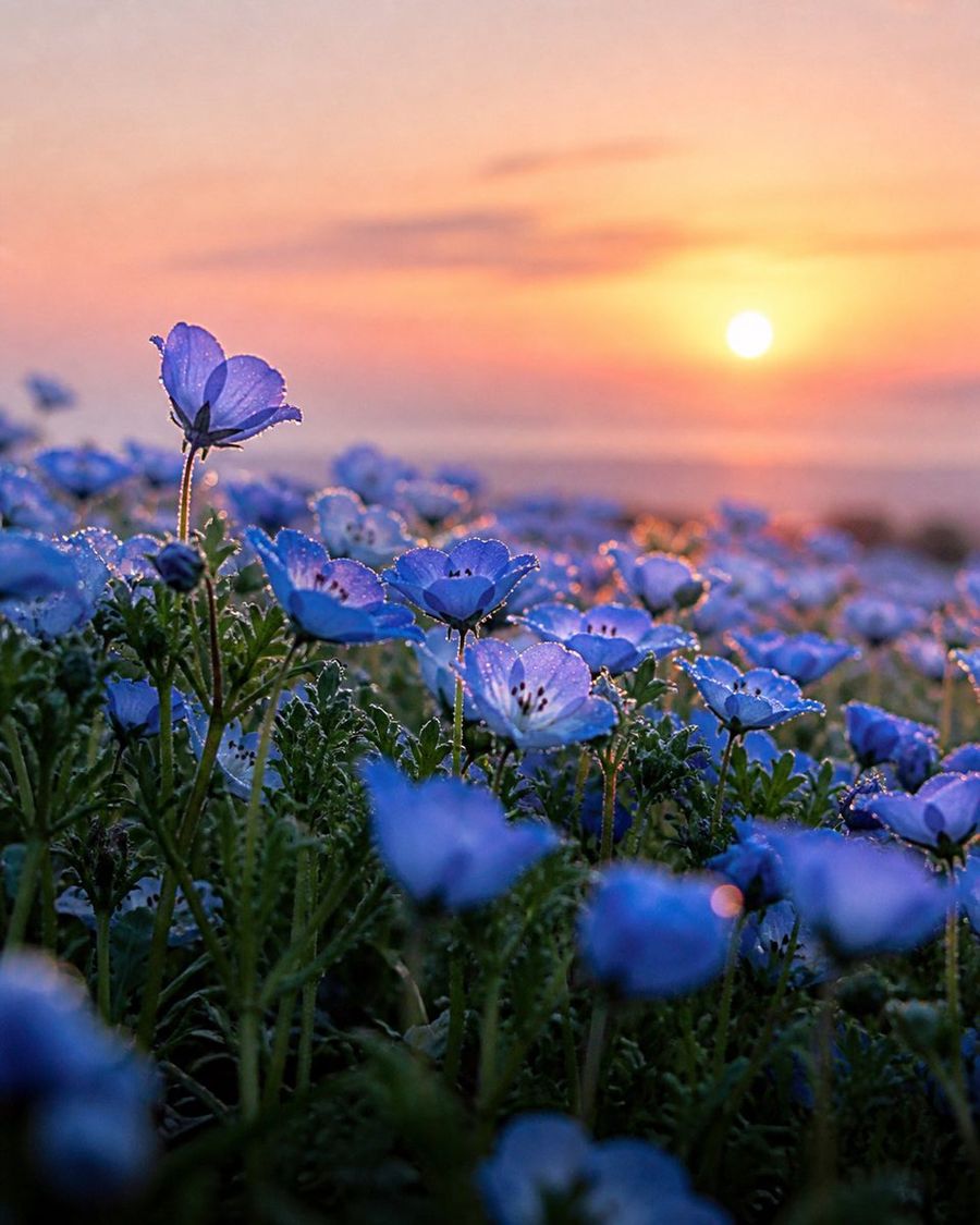 Nemophila Sunrise Macro by @muku_sns — GPT Image 2 image prompt example