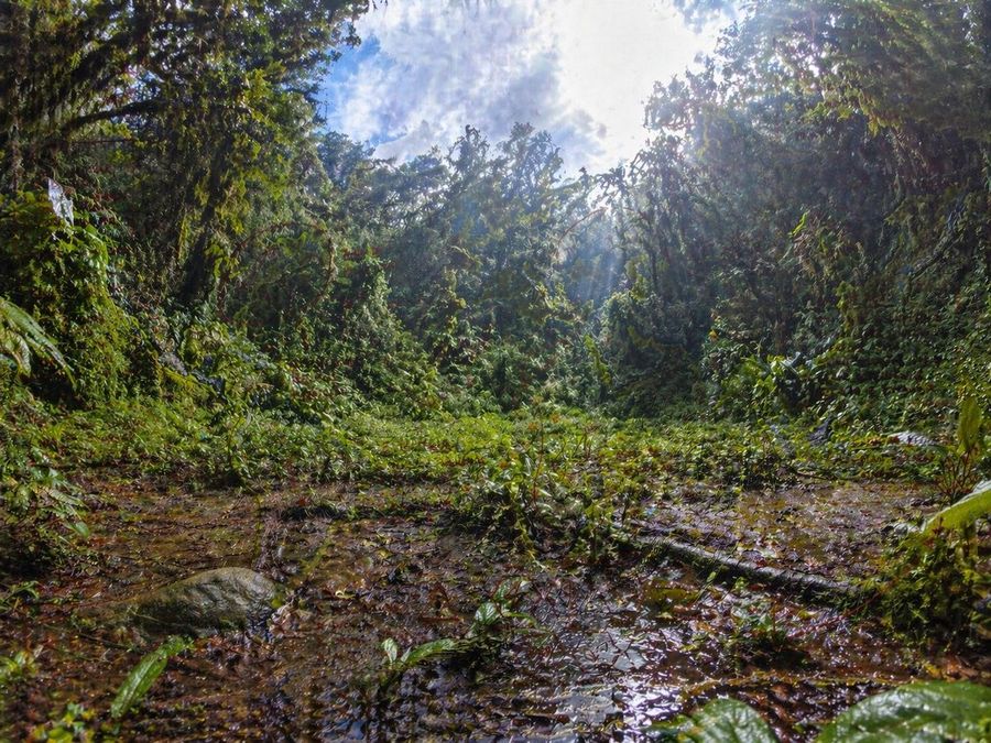 Rainforest Clearing Speckle Artifacts — GPT Image 2 image prompt example