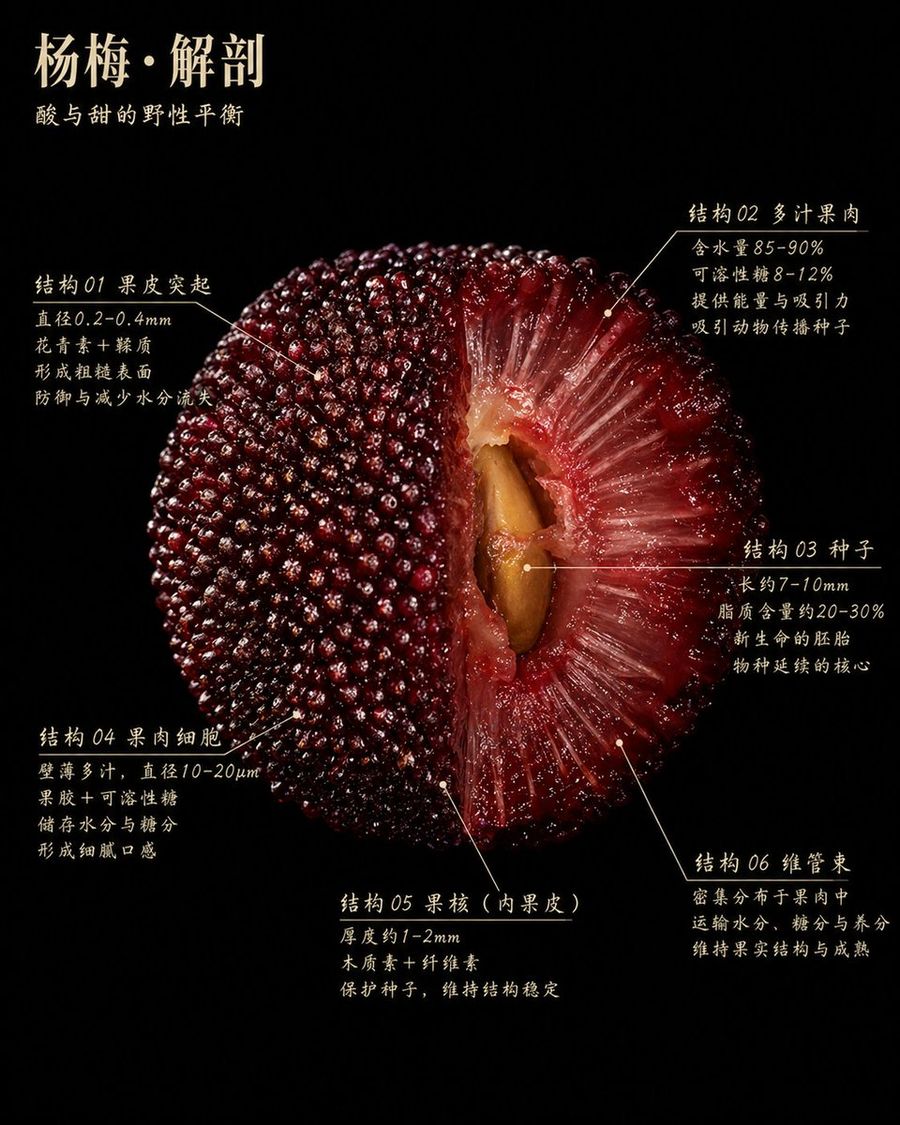 Scientific Bayberry Anatomy Poster — GPT Image 2 image prompt example