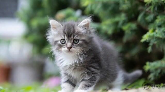 Photograph of a Fluffy Gray and White Kitten in a Natural Outdoor — Grok Imagine video prompt example