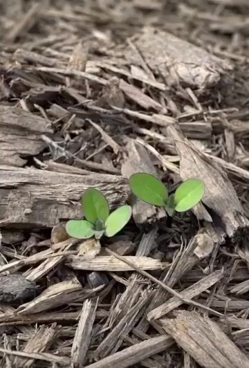 I’Ve Planted Black Cherry Sunflower Seeds — Grok Imagine video prompt example