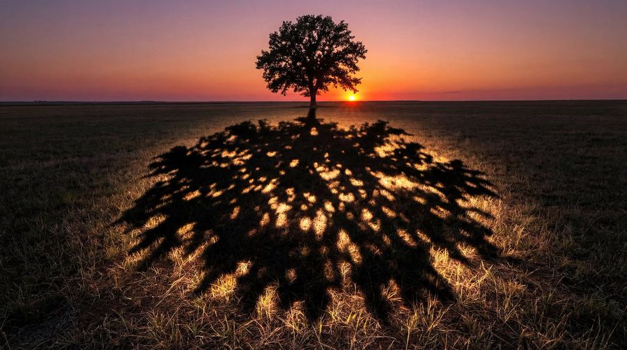 Single Tree on a Flat Field at Sunset — Nano Banana Pro image prompt example