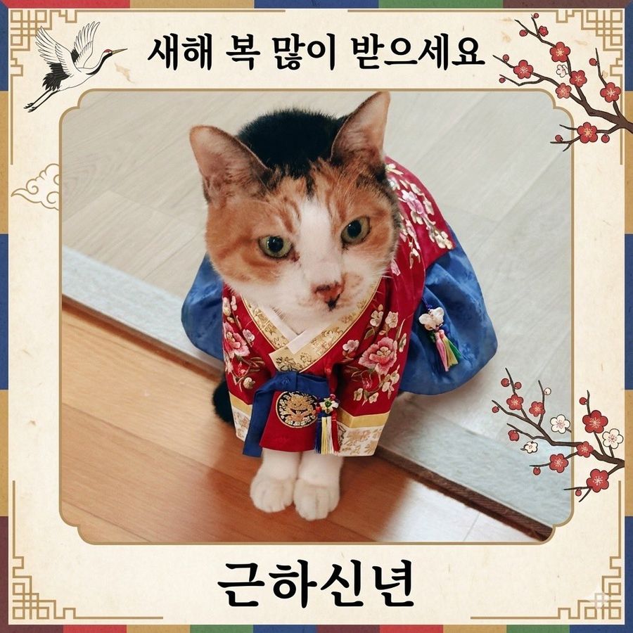 Maintain the Appearance of the Cat in the Attached Photo, But Change — Nano Banana Pro image prompt example