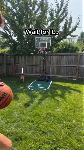 Basketball Dribbling Social Media Video Prompt — Seedance 2.0 video prompt example