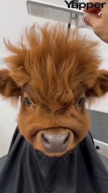 Humorous Persian Calf Haircut Transformation Video Prompt — Seedance 2.0 video prompt example