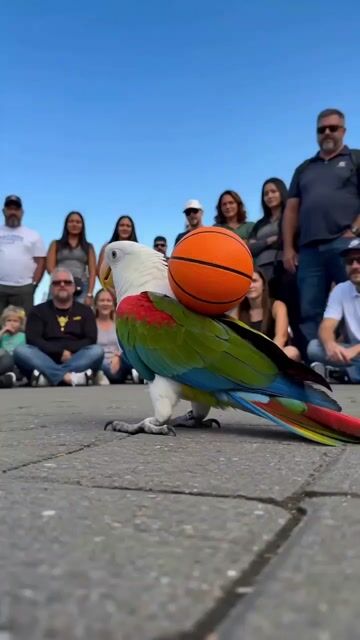 Parrot Street Performance Basketball — Seedance 2.0 video prompt example