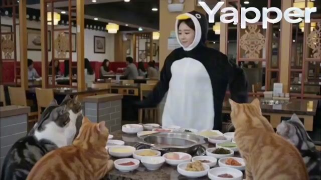 Penguin Dancer In Cat Hotpot Restaurant — Seedance 2.0 video prompt example