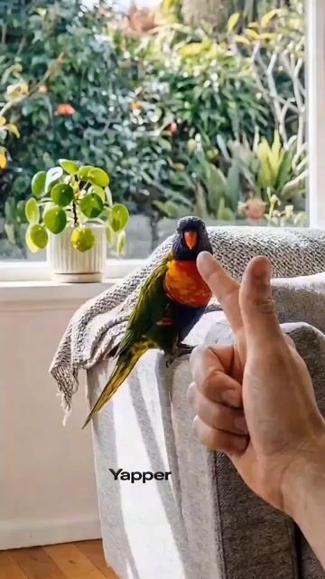 Rainbow Lorikeet Home Video Prompt For Seedance 2 0 — Seedance 2.0 video prompt example