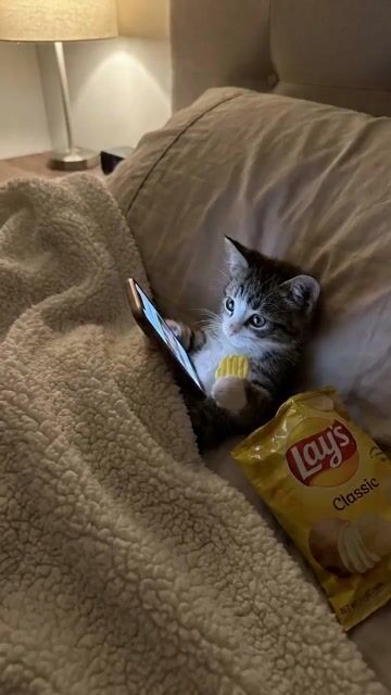 Scrolling Kitten Storyboard — Seedance 2.0 video prompt example
