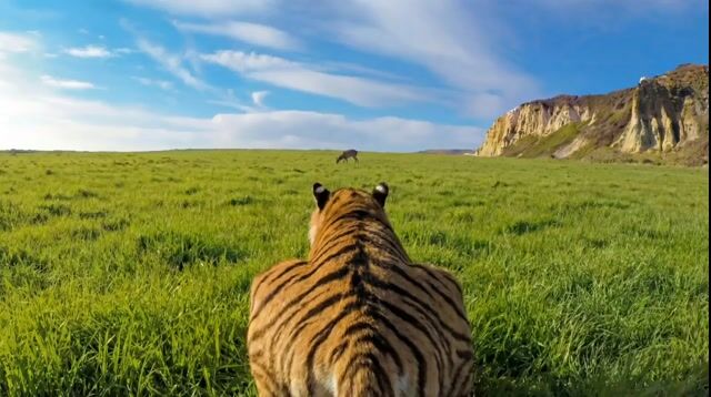 Ultra Realistic Continuous Tiger Chase Shot Prompt 447 — Seedance 2.0 video prompt example