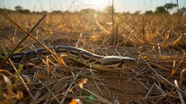 Ultra Realistic Wildlife Documentary Footage — Seedance 2.0 video prompt example