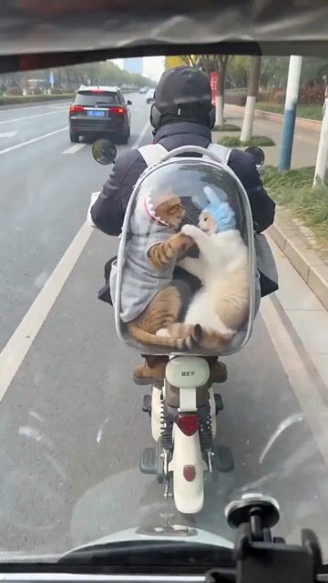 Video Prompt Cats On A Scooter — Seedance 2.0 video prompt example